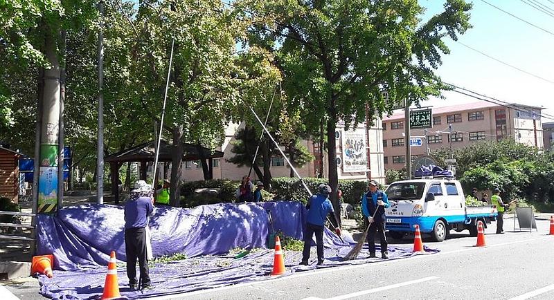 6서구,_깨끗한_도심_만들기_총력__은행나무열매조기채취사진.jpg 이미지