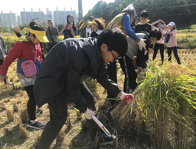 4불로대곡동,_‘황화산골_논학교_벼베기’_체험.jpg 이미지