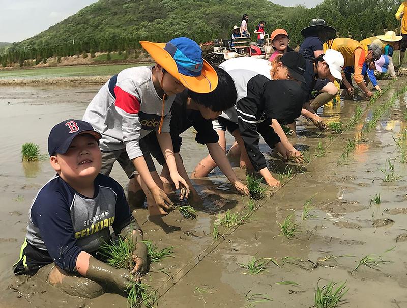 5불로대곡동,_황화산골_논_학교_모내기_체험.jpg 이미지