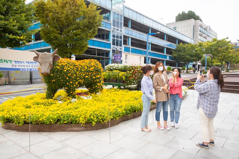 10서구의_가을은_진한_국화꽃_향기가_가득_사진기사__(1).jpg 이미지