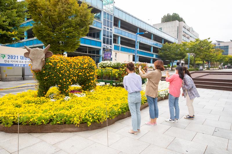 10서구의_가을은_진한_국화꽃_향기가_가득_사진기사__(2).jpg 이미지