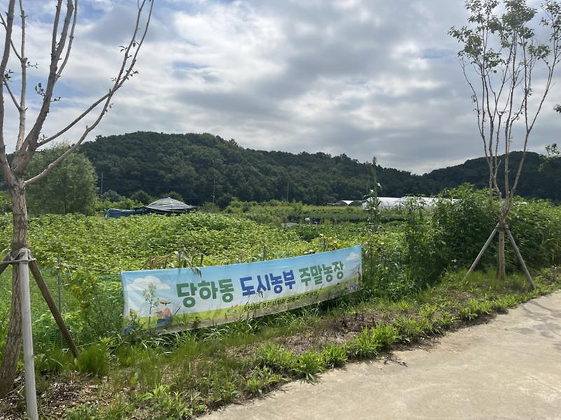 6“‘도시농업_활동’으로_일상에_활력”_당하동,_‘도시농부’_프로그램_운영__(2).jpg 이미지