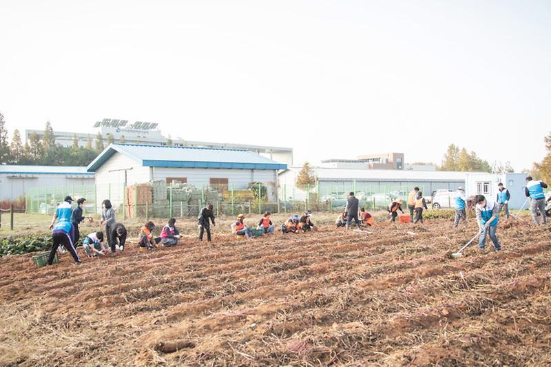 6한국중부발전·인천사회봉사협의회,_텃밭에_심은_고구마_수확···이웃과_나눠__(1).jpg 이미지