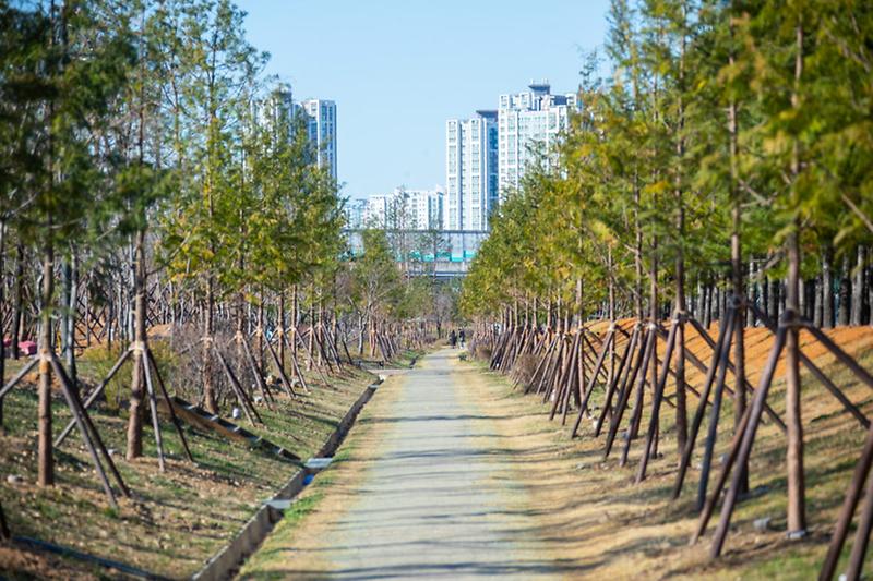 1서구,_석남이음숲_내_미세먼지_차단숲_준공··석남·청라_일대_8만㎡_규모_숲_갖춰__(1).jpg 이미지