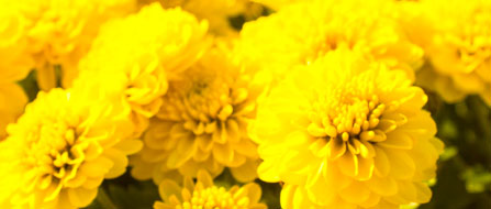 区の花‐菊